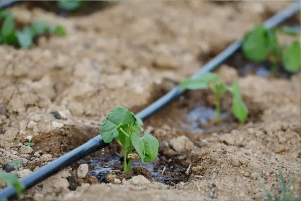 Sistema-de-Riego-por-Goteo-2